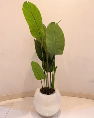Artificial Traveler’s Palm / Banana Plant in White Round Pot | Modern Indoor Foliage