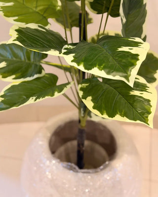 Artificial Variegated Leaf Plant in White Round Pot | Indoor Decorative Foliage