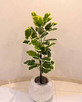 Artificial Variegated Leaf Plant in White Round Pot | Indoor Decorative Foliage